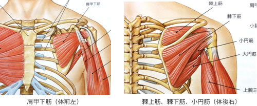 「肩 筋肉」の画像検索結果